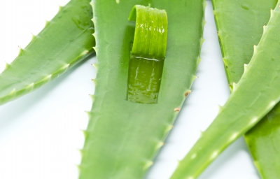Wirkungsweise und Anwendung der Heilpflanze Aloe Vera