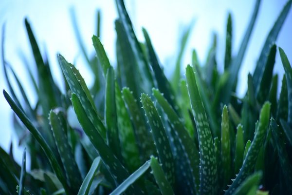 Aloe-Vera-Trinkgel: Die Wirkung des Gels aus der Wunderpflanze