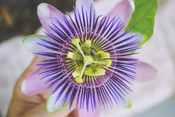 Die Anwendung der Passionsblume (Passiflora) in der Homöopathie